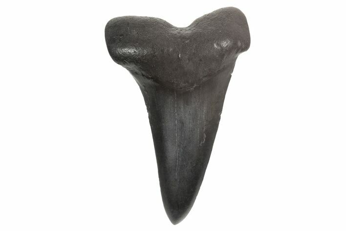 Fossil Broad-Toothed Mako Tooth - South Carolina #340977